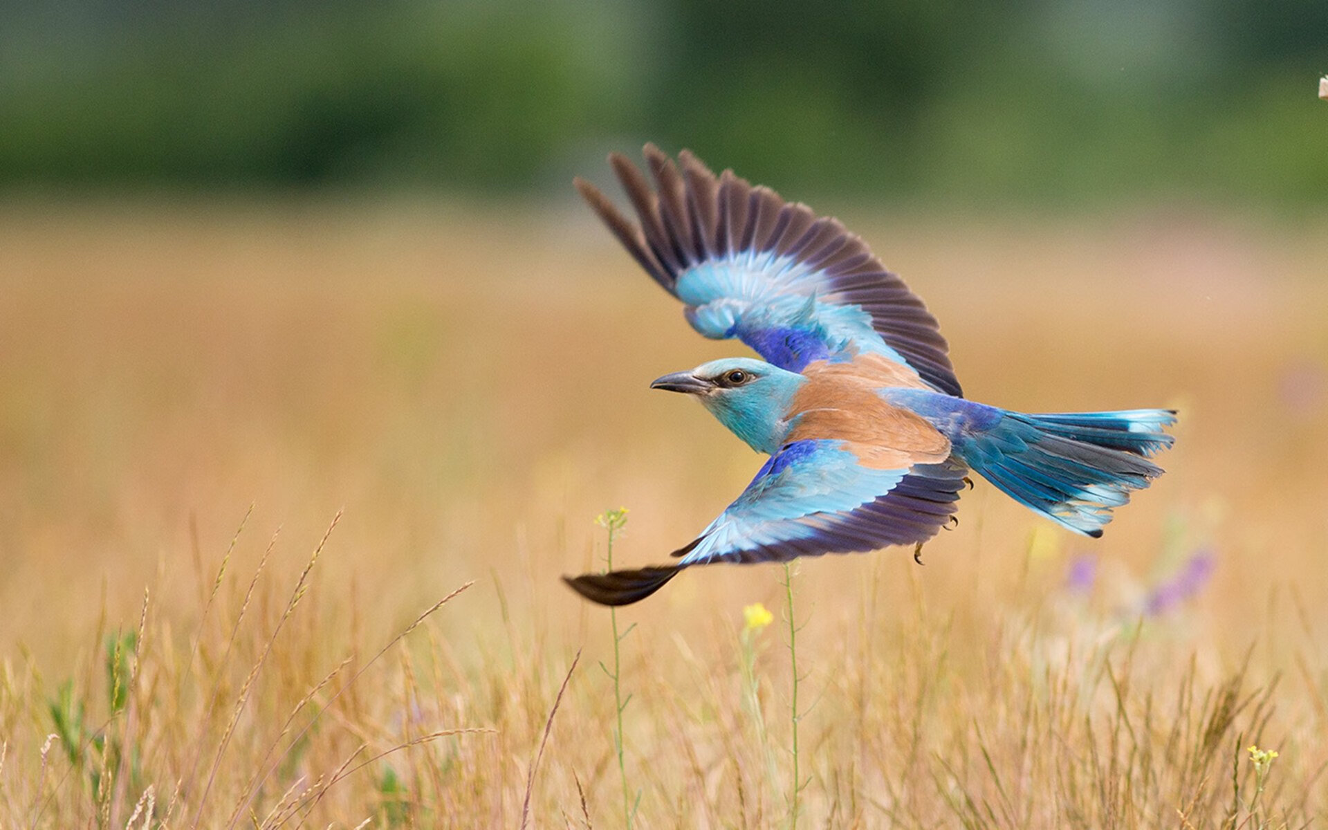ac米兰官方网站-“悬崖飞跃：惊险刺激的极速腾空”，悬崖速降技巧及装备