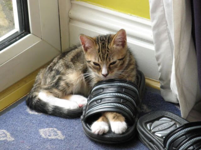 历史上最具争议的欧冠裁判判罚回顾,欧冠裁判说什么语言