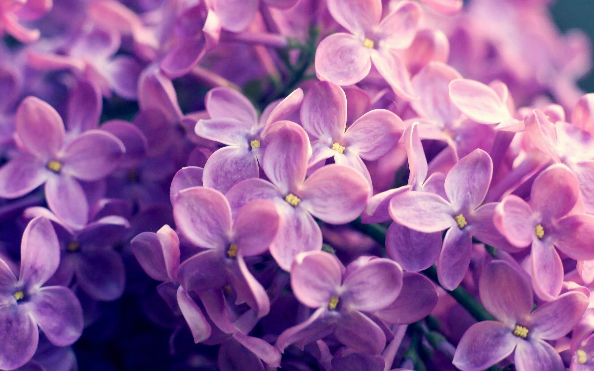 AC米兰队-历史上的“黑马”球队：他们的故事令人难忘，黑马球员