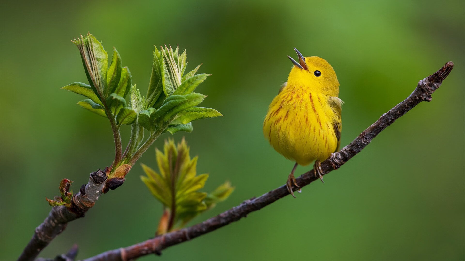 墨西哥足球在冬奥“踢出热带风暴”,墨西哥足球奥运