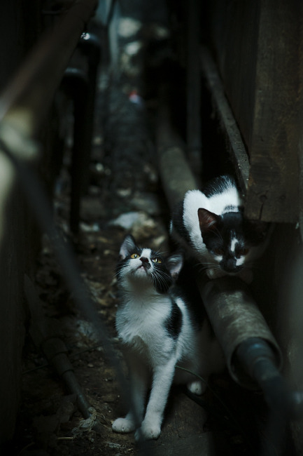 米兰体育下载-墨西哥队中场卡瓦尼在巴黎奥运会上展现出强大的进攻组织能力，墨西哥瓦哈卡文化