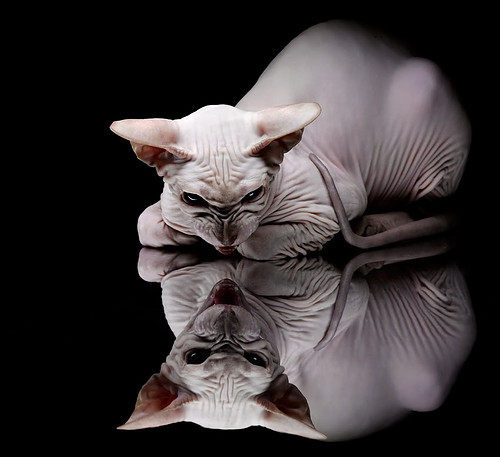 墨西哥队中场卡瓦尼在巴黎奥运会上展现出强大的进攻组织能力,墨西哥瓦哈卡文化