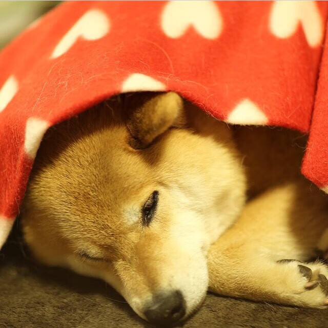 日本队全员爆发,创造历史!,日本队名单