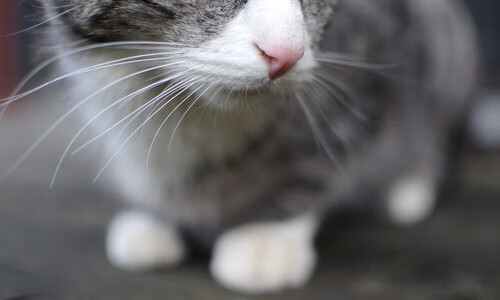 米兰体育正版平台-球员生活：赛场之外的NBA明星日常，nba 明星球员