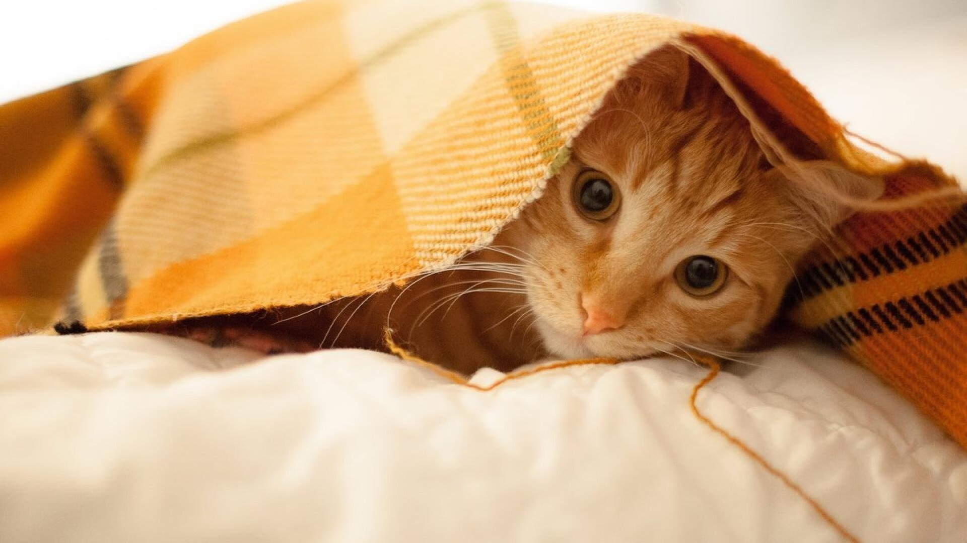 英超比赛中，精彩反击和神级扑救引发热议，英超十佳扑救