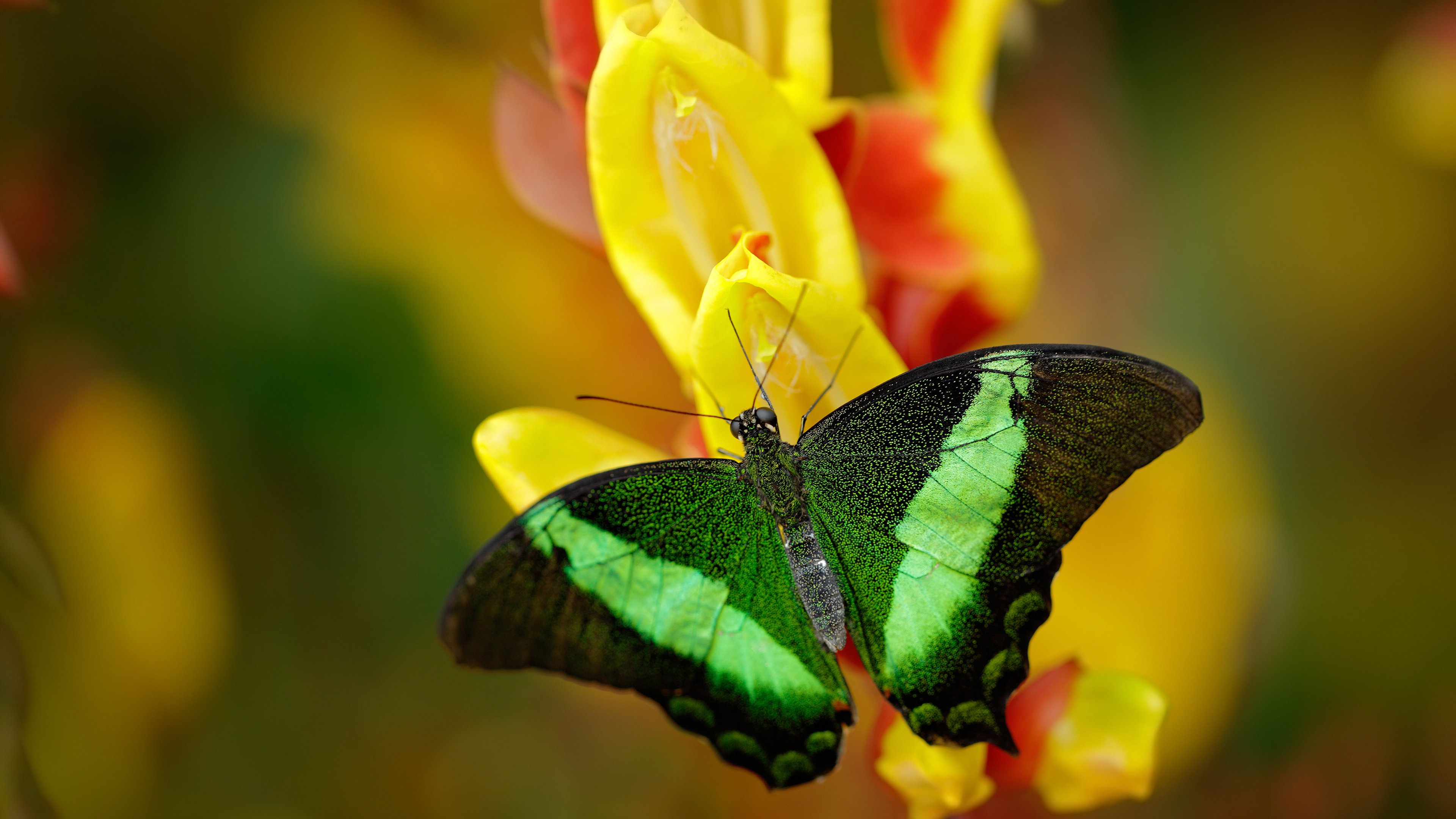 英超比赛,教练强调团队合作,英超主教练名单