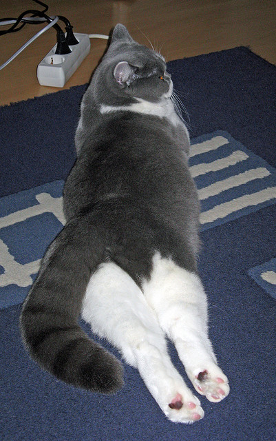 CBA联赛俱乐部管理创新案例,cba俱乐部投入