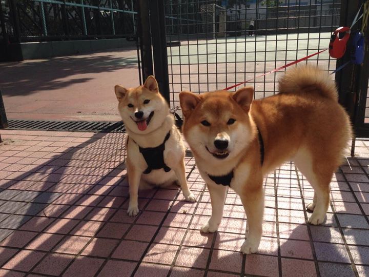 MILAN SPORTS中国站-中国足球训练设备现代化升级，中国足球训练营