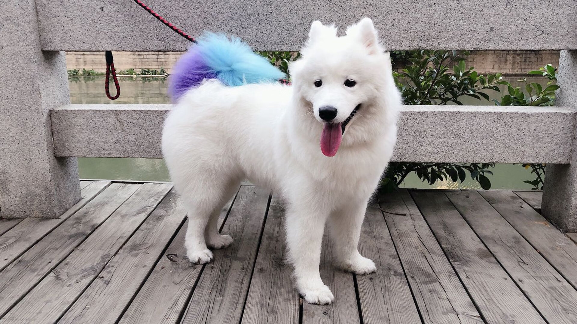 米兰体育官方网址入口-佩萨罗领衔乌迪内斯，客场逼平克罗托内，乌迪内斯vs萨索洛预测