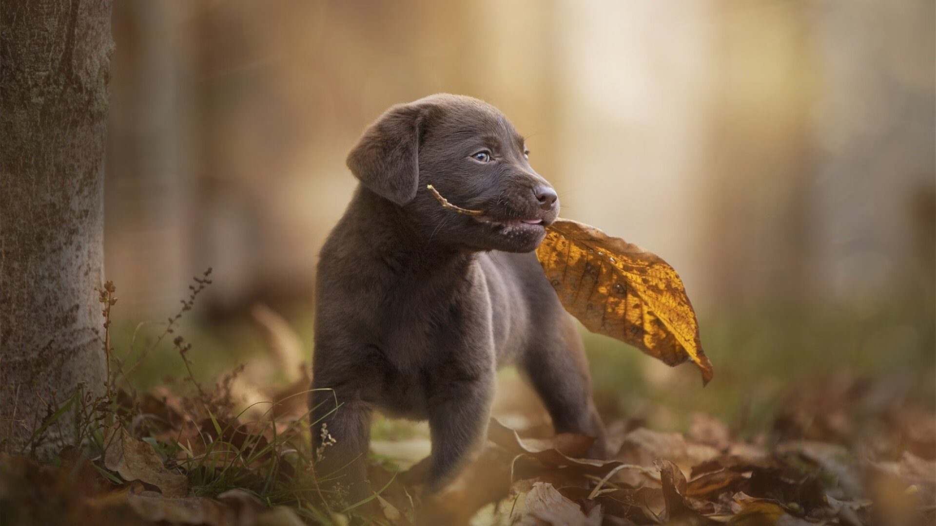 AC MILAN SPORTS全站-吉达联合防线失误致关键失球，吉达球场