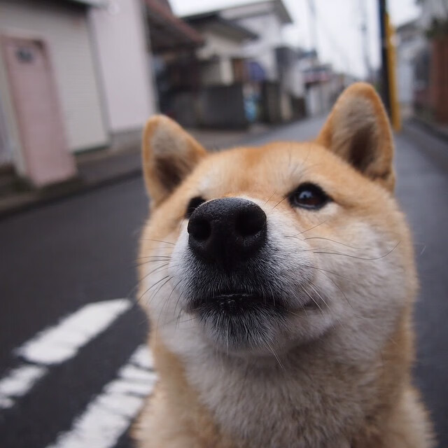 米兰官网-富勒姆快速渗透见长，白百合寻求中游突破，富勒姆老板