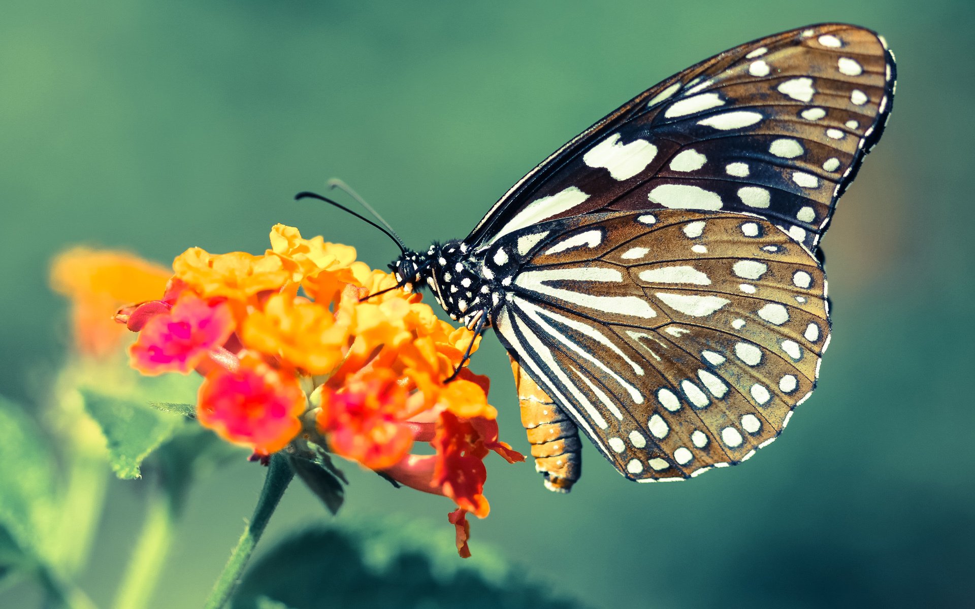 对手在比赛中采取突击战术试图扳回比分，用对手的招式打败对手