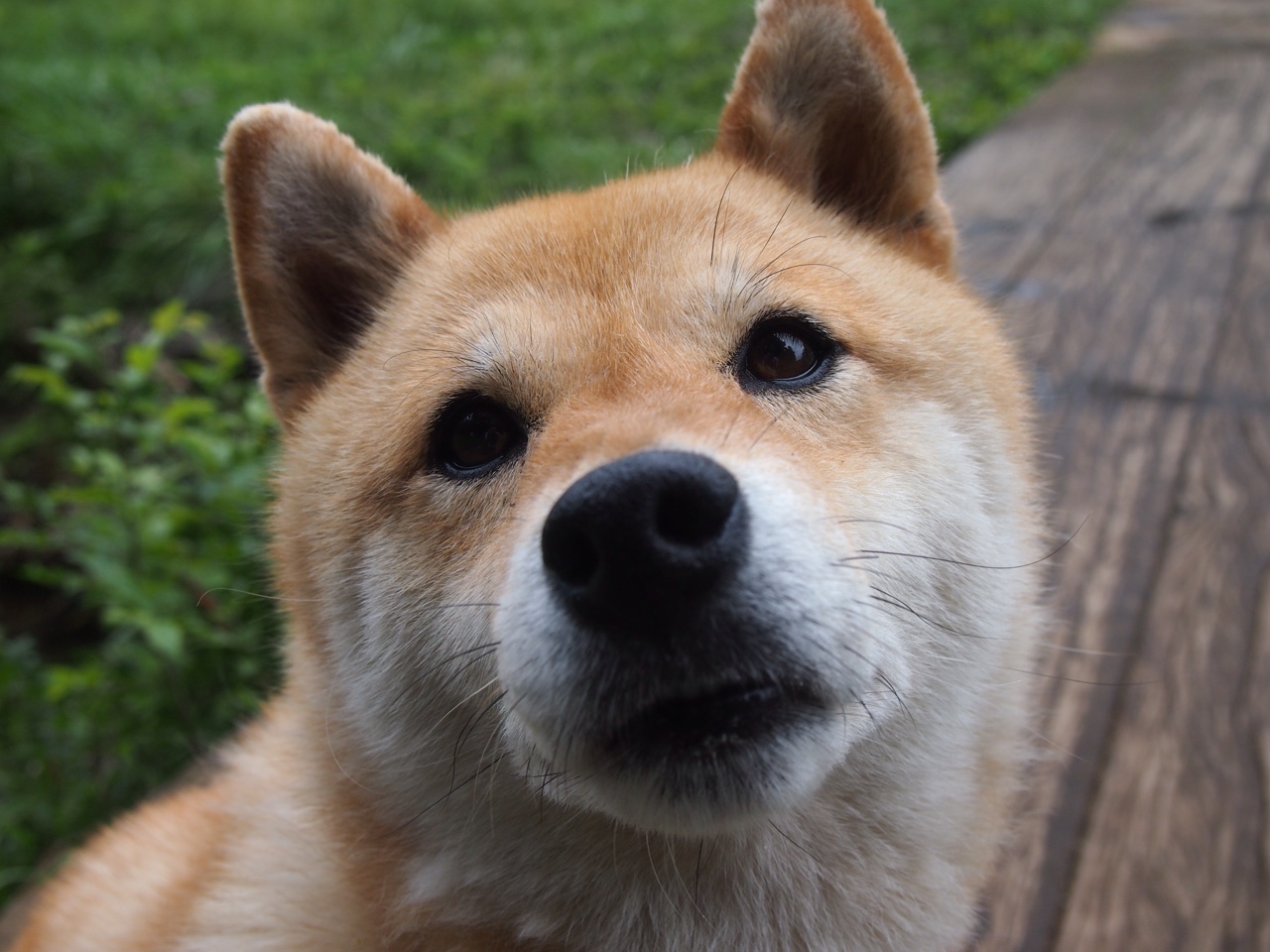 布莱顿深陷降级区,球员伤病不断,球队改变战术备战未来赛事,布莱顿新主帅