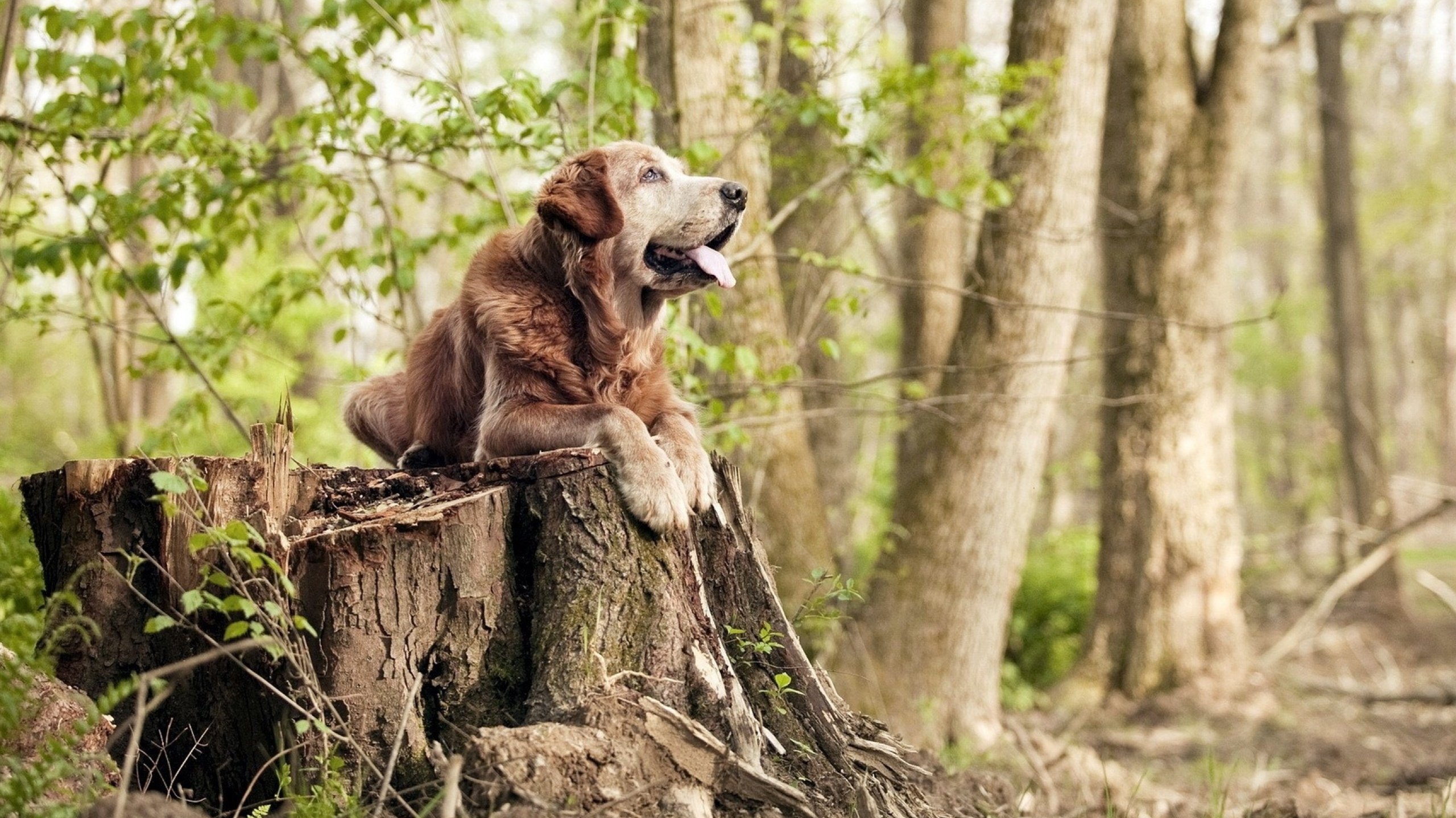 中国米兰官方-法国举办篮球青少年培训营，法国篮球青年队