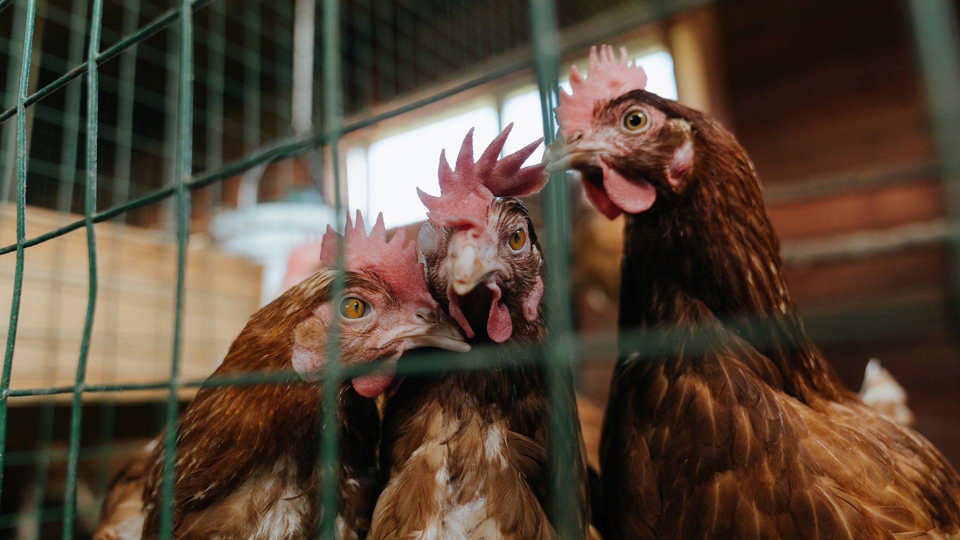 米兰官方网站-立陶宛国家队欧锦赛前途一片光明，立陶宛国家队最新名单