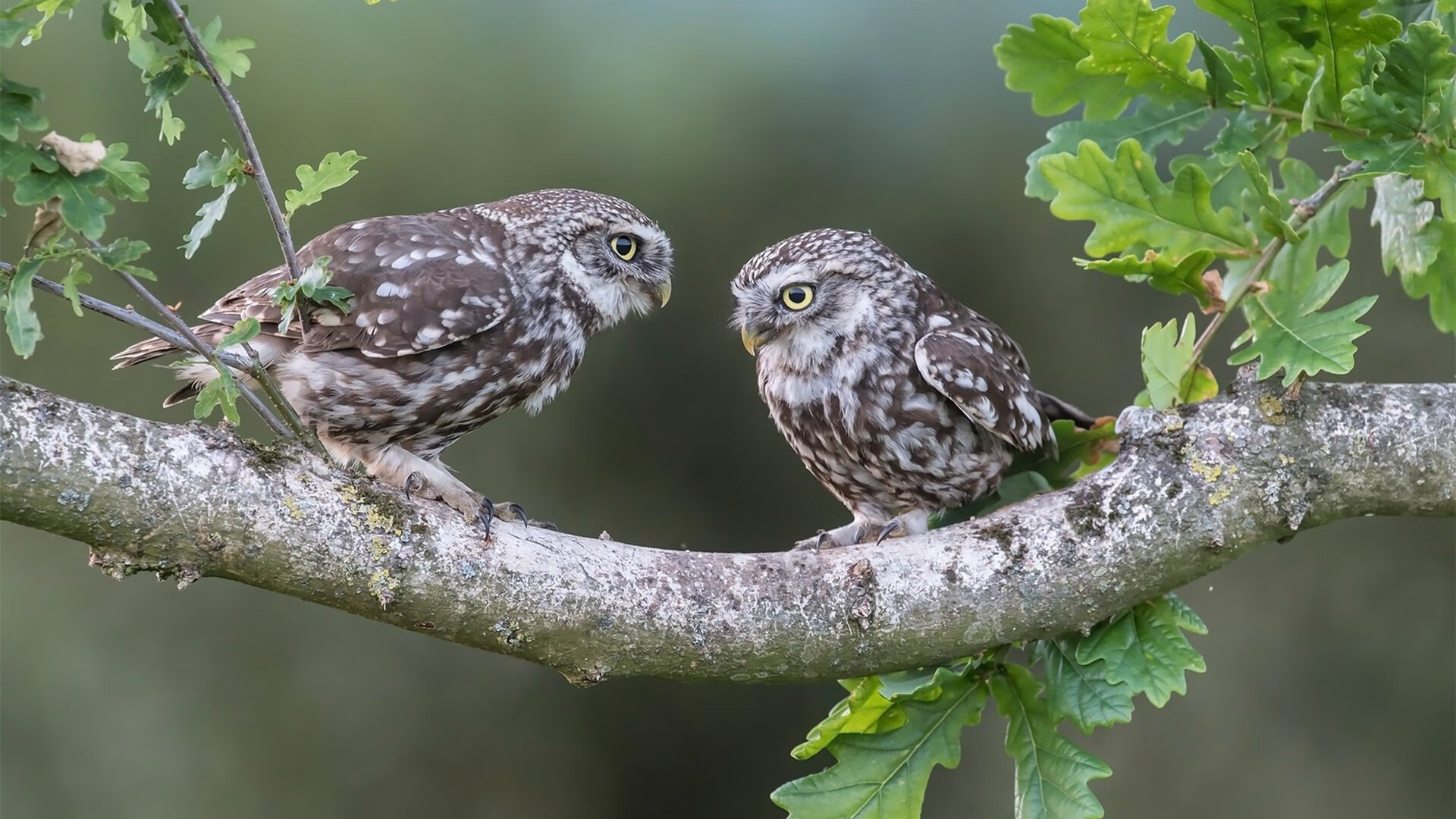 立陶宛国家队欧锦赛前途一片光明,立陶宛国家队最新名单