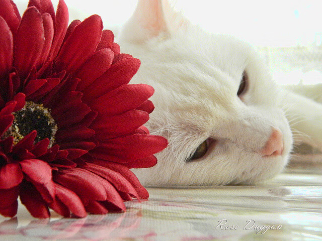 米兰体育网页版(官方}-立陶宛遭遇俄罗斯，欧洲杯预选赛不容有失，立陶宛落选赛阵容