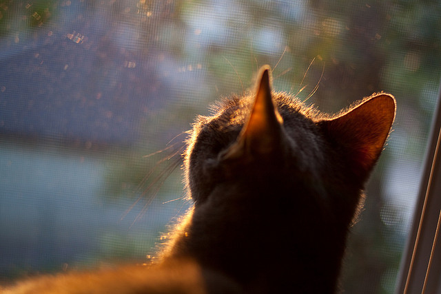 米兰体育APP-中国女篮团队攻防形成体系 全面提升整体实力，中国女篮阵容分析