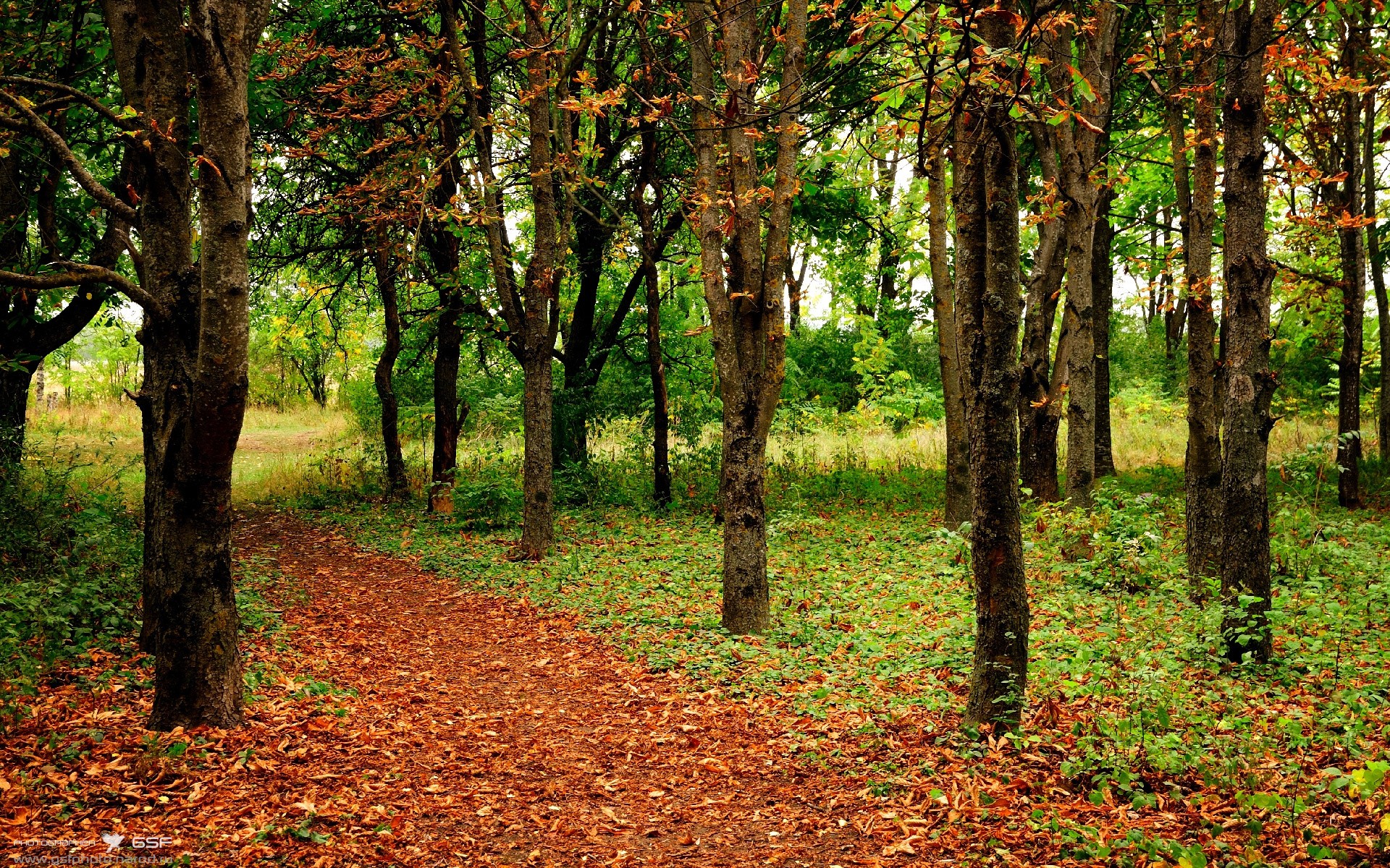 新赛季联赛裁判听证制度试点推行,王者荣耀联赛裁判