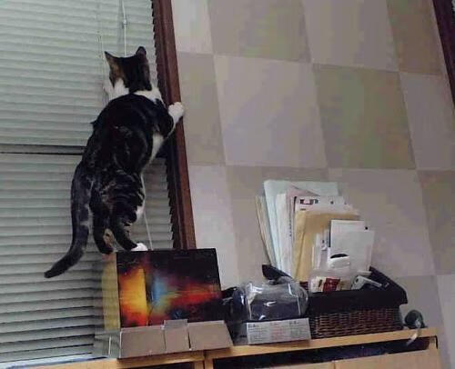 米兰体育官网平台-自2002后阿尔及利亚未再参加世界杯，阿尔及利亚进过世界杯吗