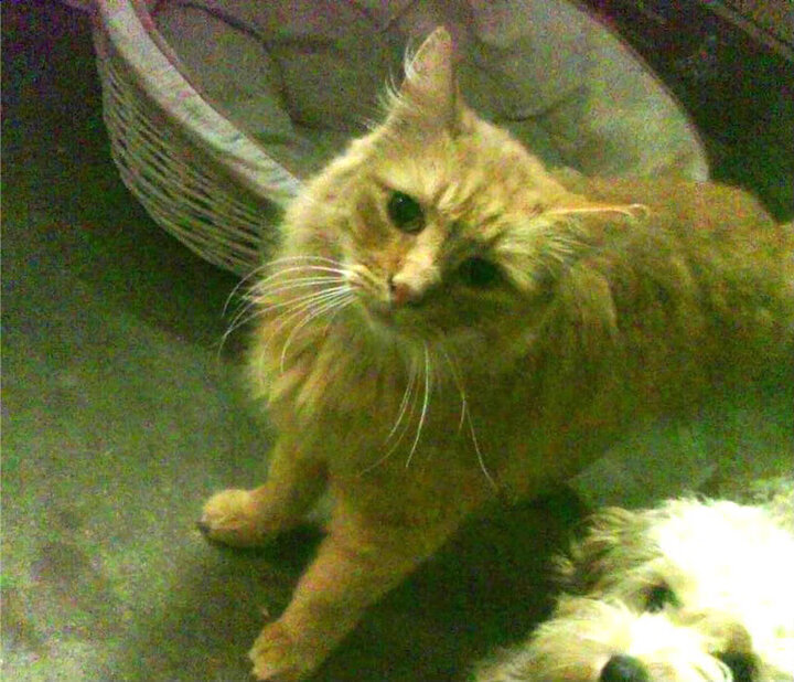 自2002后阿尔及利亚未再参加世界杯,阿尔及利亚进过世界杯吗