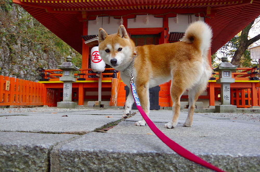 马拉松赛道数据采集系统用于科研分析,马拉松赛道测量