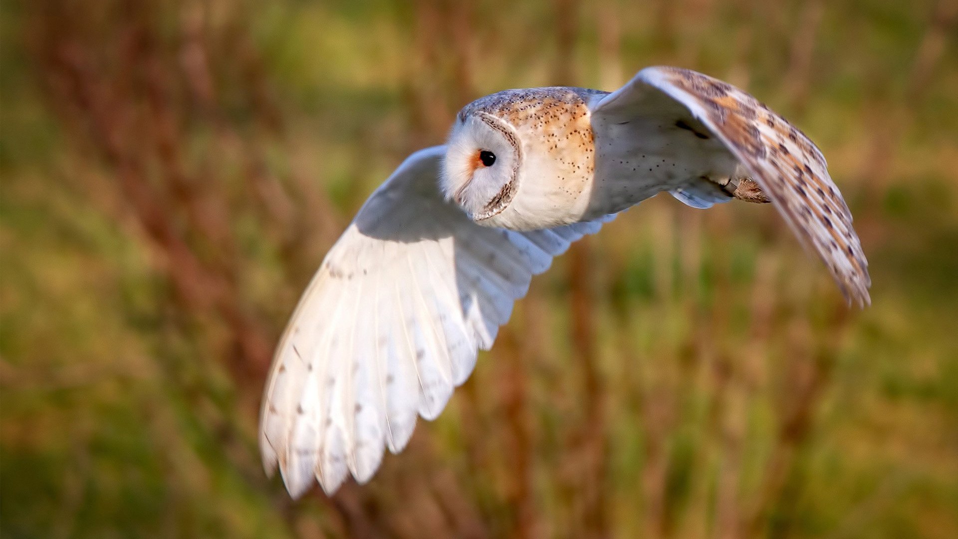 弗朗索瓦·斯图尔特:在关键比赛中展现非凡脚法,助力南非队取胜