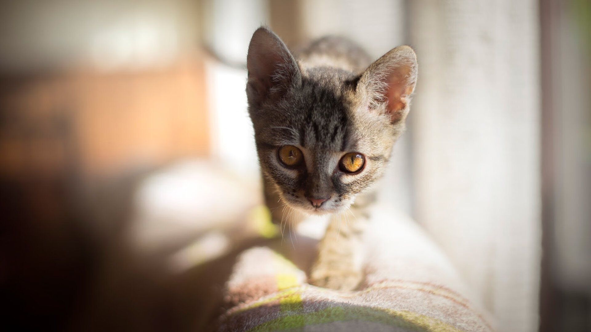 米兰体育APP-篮球训练过程管理平台推广实现全过程动态数据分析，篮球训练数据统计