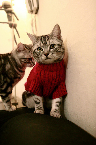 网球选手体能训练课程优化周期安排,网球体能训练项目