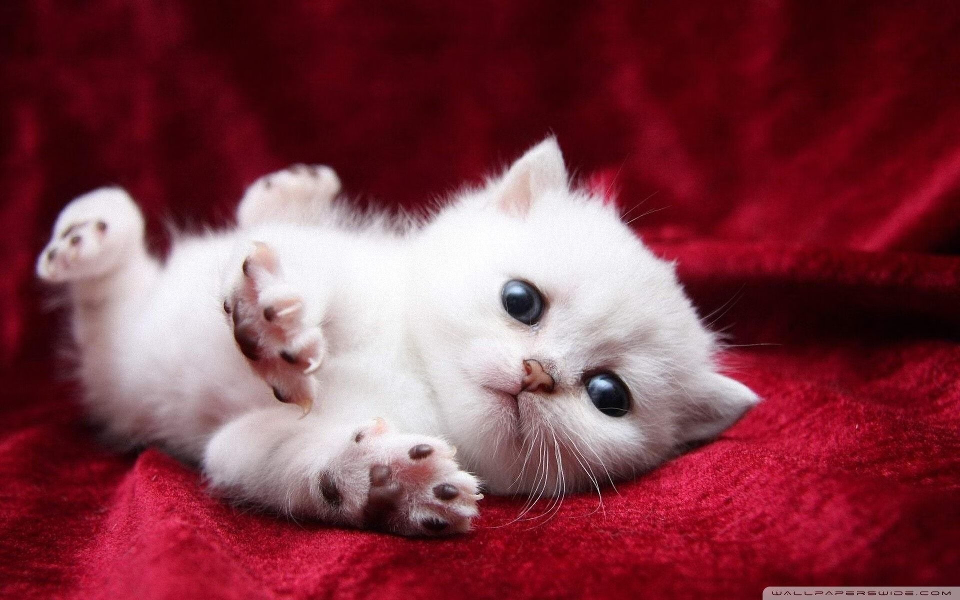 老将经验在关键比赛中发挥作用稳定全队心态